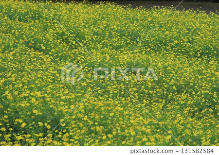 Farm of Kibanakosmos Farm of Kibanakosmos 131582584