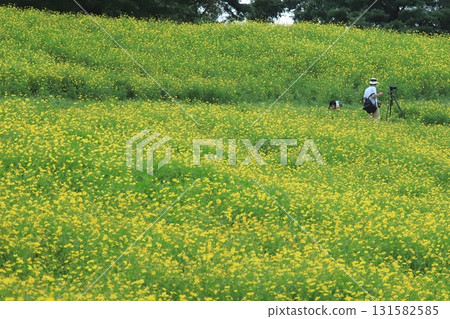 Farm of Kibanakosmos 131582585