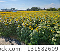 Kiyose Sunflower Fields: Golden Earth in Full Bloom 131582609