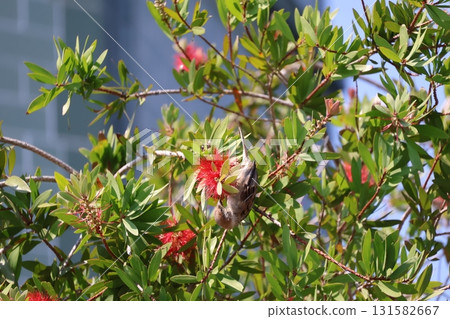 A landscape with a sparrow pecking upside down among the green leaves and red flowers of a bottlebrush tree 131582667