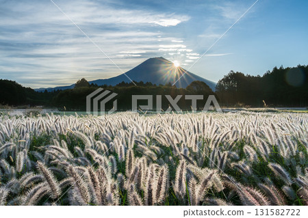 從富士宮市升起的富士山上，晨光映照著千柴柴 131582722