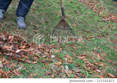 Raking clean sweeping fallen leaves with a garden rake 131582823
