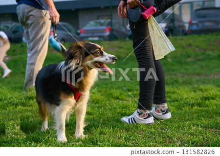Cute dog walks with a serious look at the feet of dog owners 131582826