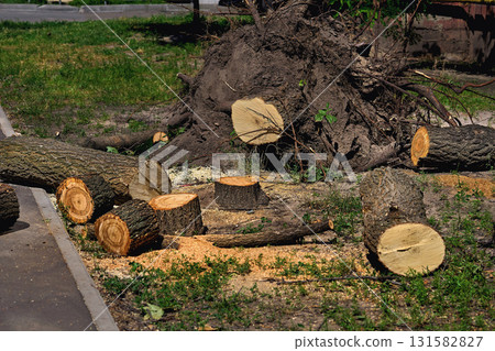 The sawn trunk of a tree that fell after a storm The sawn trunk of a tree that fell after a storm 131582827