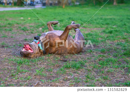 Relaxation and rest. Pitbull lies euphorically on the green grass 131582829