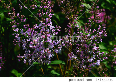 Spring branches of purple pink lilac in garden park. Love and tenderness Spring branches of purple pink lilac in garden park. Love and tenderness 131582850