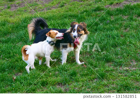 Two cheerful dogs are playing,walking on a green lawn 131582851