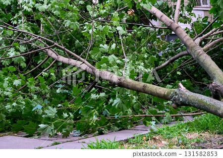 After wind srorm.Fallen broken trees felled by a wind at the root After wind srorm.Fallen broken trees felled by a wind at the root 131582853