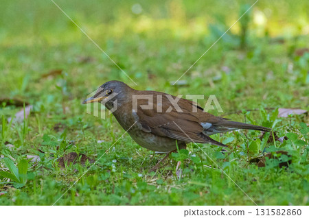 White-throated Sparrowhawk (West Kubo Park) White-throated Sparrowhawk (West Kubo Park) 131582860