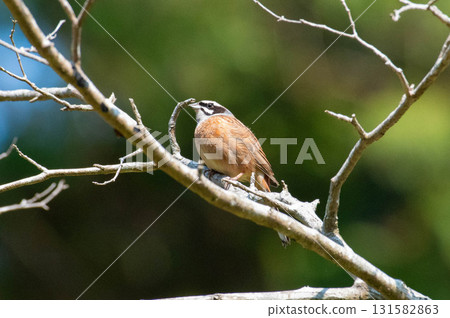 White-throated Sparrow (Nishi-no-Kubo Park) 131582863