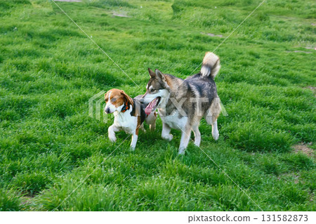 Domestic dogs, friends Beagle and Laika leisurely stroll through the green grass. 131582873