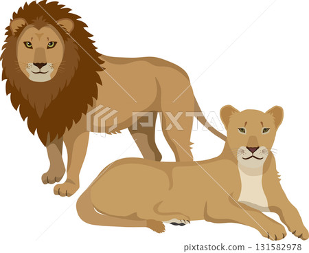 雄獅和雌獅坐著 131582978