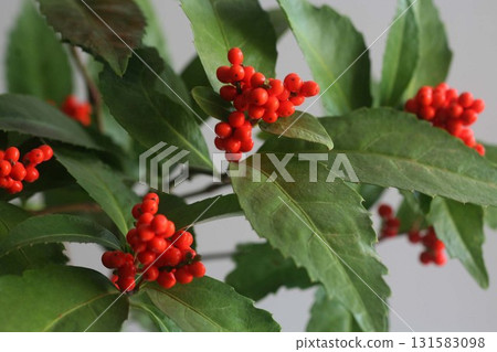 Sarcandra glabra 朱紅色果實 Sarcandra glabra 朱紅色果實 131583098