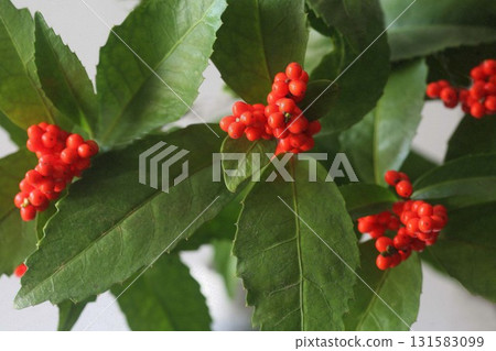 Sarcandra glabra vermilion fruit Sarcandra glabra vermilion fruit 131583099