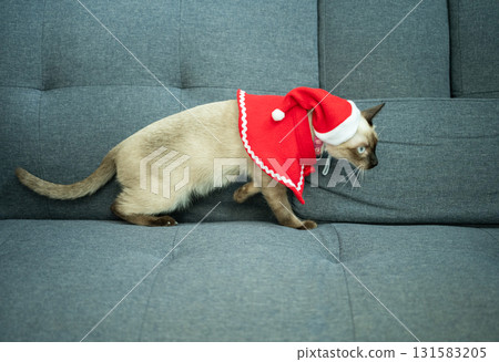 A Siamese cat wearing Santa hat during Christmas festival. Christmas costumes are traditional or themed outfits worn to celebrate the holiday season. A Siamese cat wearing Santa hat during Christmas festival. Christmas costumes are traditional or themed outfits worn to celebrate the holiday season. 131583205