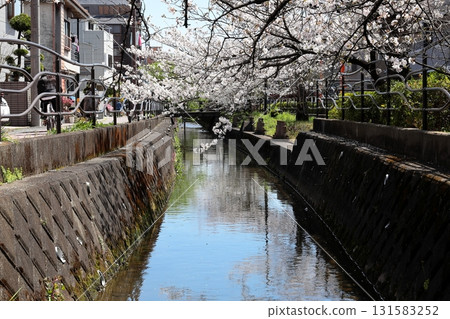 川崎市中原區 Nikaryo Waters 的櫻花 131583252