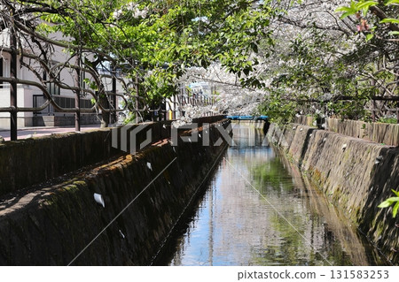 川崎市中原區 Nikaryo Waters 的櫻花 131583253