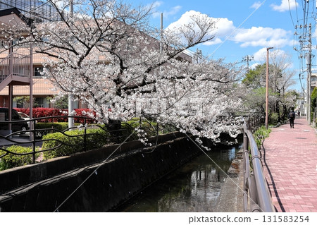 川崎市中原區 Nikaryo Waters 的櫻花 131583254