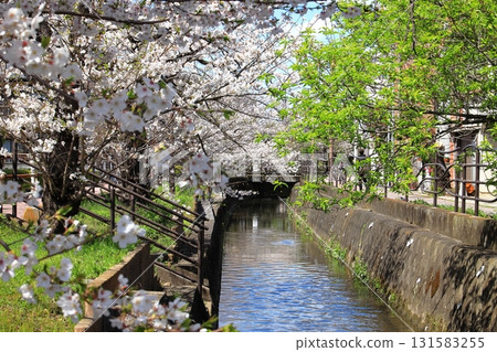 川崎市中原區 Nikaryo Waters 的櫻花 131583255