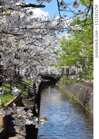 Cherry blossoms at Nigaryo Canal, Nakahara Ward, Kawasaki City, vertical position 131583256