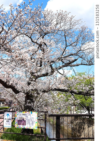 川崎市中原區 Nigaryo Water 的櫻花，垂直位置 131583258