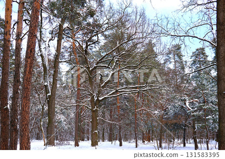 Silence and calm in a winter forest with pine trees 131583395