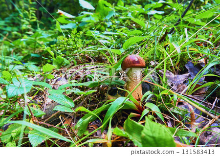 Forest joy.Brown tasty mushroom boletus among green grass Forest joy.Brown tasty mushroom boletus among green grass 131583413