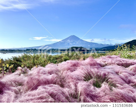 Muhlenbergia 和富士山 Muhlenbergia 和富士山 131583686