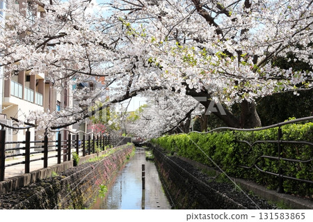 Cherry blossoms at Nigaryo Canal, Nakahara Ward, Kawasaki City 131583865