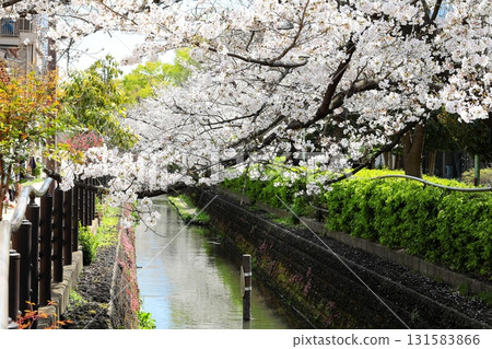 Cherry blossoms at Nigaryo Canal, Nakahara Ward, Kawasaki City 131583866