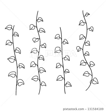 Vertical Betel Piper Vine Leaves Outline Set. Simple Botanical Plant Line Art Illustration. Vertical Betel Piper Vine Leaves Outline Set. Simple Botanical Plant Line Art Illustration. 131584189