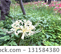 東京府中市紅花石蒜節上的白色花石蒜（十月） 131584380