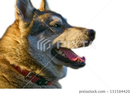 Domestic eskimo dog's head west siberian laika on white 131584420