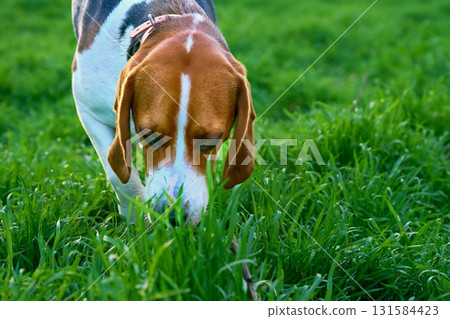 Take the trail. Hunting Beagle dog in search of prey Take the trail. Hunting Beagle dog in search of prey 131584423