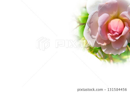 Lovely cute pink rose isolated on white.Place for text Lovely cute pink rose isolated on white.Place for text 131584456