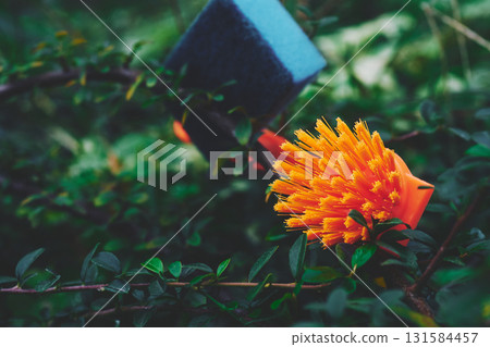 Orange brush blue sponge for cleaning in green evening garden 131584457