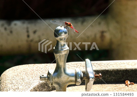 [青森縣青森市] 野木公園的噴泉與紅蜻蜓 131584493