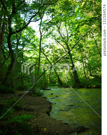 Oirase Gorge surrounded by fresh greenery 131584574