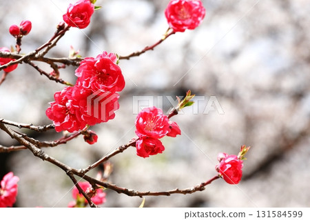 Flowering peaches of the Nikaryo Irrigation Canal, Nakahara Ward, Kawasaki City 131584599