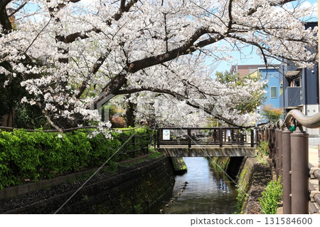 Cherry blossoms at Nigaryo Canal, Nakahara Ward, Kawasaki City 131584600
