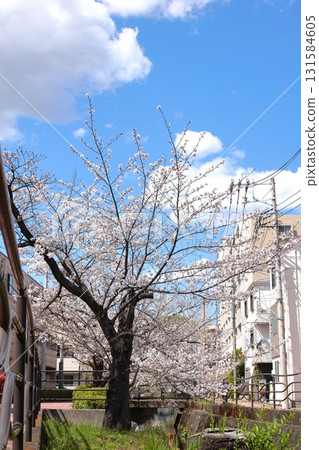 Cherry blossoms at Nigaryo Canal, Nakahara Ward, Kawasaki City, vertical position 131584605