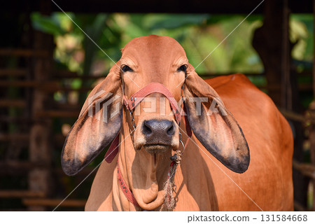 A young red-skinned cow raised organically in a cowshed 131584668