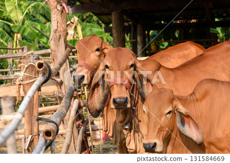 Red meat cattle in a livestock pen stand huddled on the edge of a bamboo pen and look at the camera. 131584669