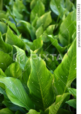 Close up image green natural background image of a bush with a pointed shape at the tips of the leaves. Close up image green natural background image of a bush with a pointed shape at the tips of the leaves. 131584672