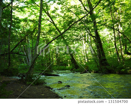 A clear stream flowing through the fresh green forest A clear stream flowing through the fresh green forest 131584700