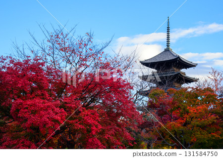 東寺被鮮紅的秋葉包裹著 東寺被鮮紅的秋葉包裹著 131584750