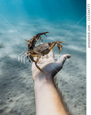 Close up of a crab on a human hand underwater Close up of a crab on a human hand underwater 131584777
