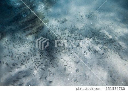 Underwater sea life with school of fish on sandy sea bottom in ocean Underwater sea life with school of fish on sandy sea bottom in ocean 131584780