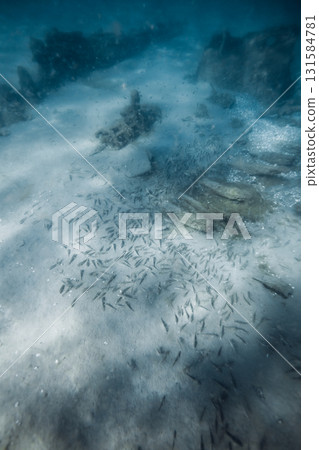 Underwater sea life with school of fish on sandy sea bottom in ocean 131584781