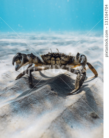 Crab walking on sandy seabed underwater in clear blue sea 131584784